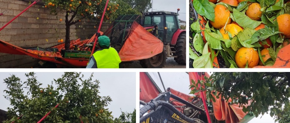 HOY HA COMENZADO LA CAMPAÑA DE RECOGIDA DE NARANJA AMARGA EN EL RUBIO